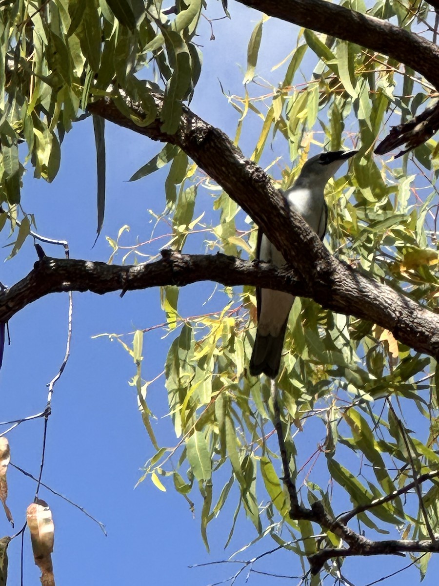 White-bellied Cuckooshrike - ML639615496