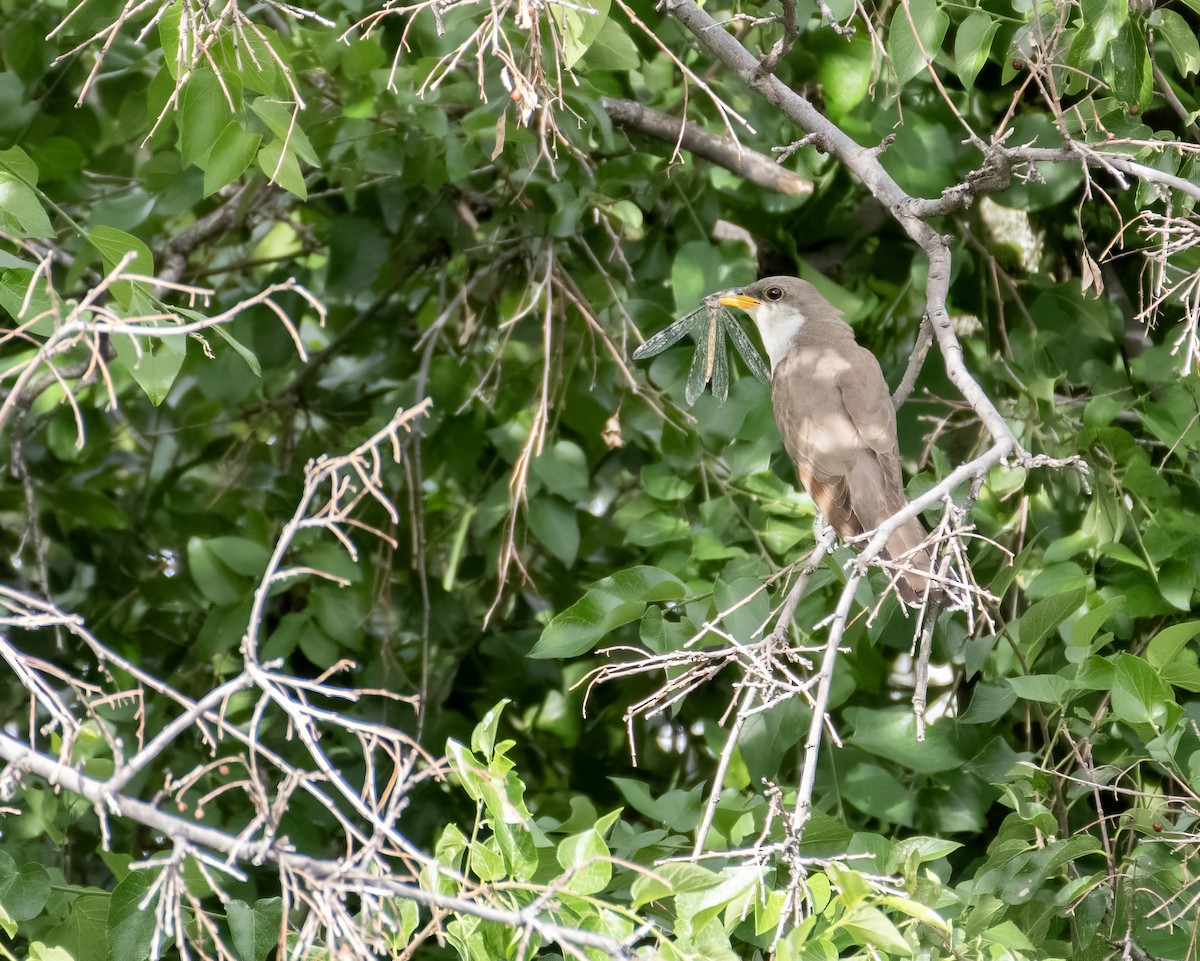 gulnebbgjøk - ML639615514