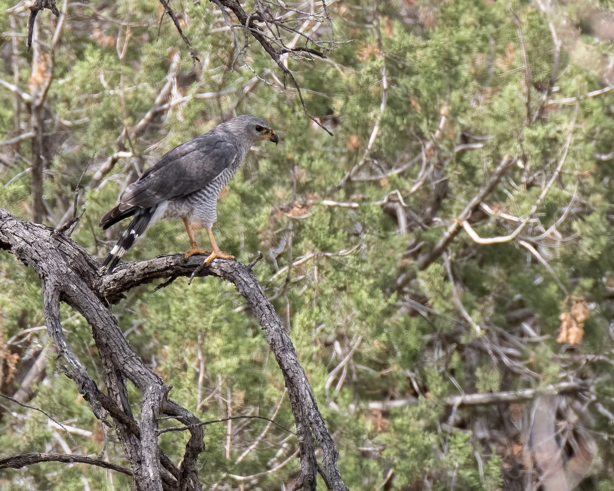 nordgråvåk - ML639615535
