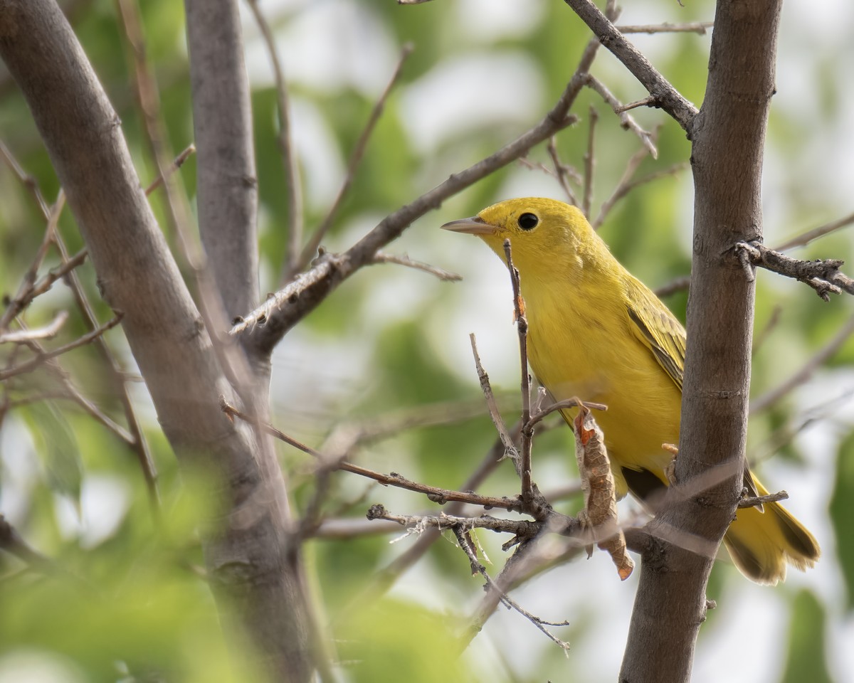 gulparula - ML639615566