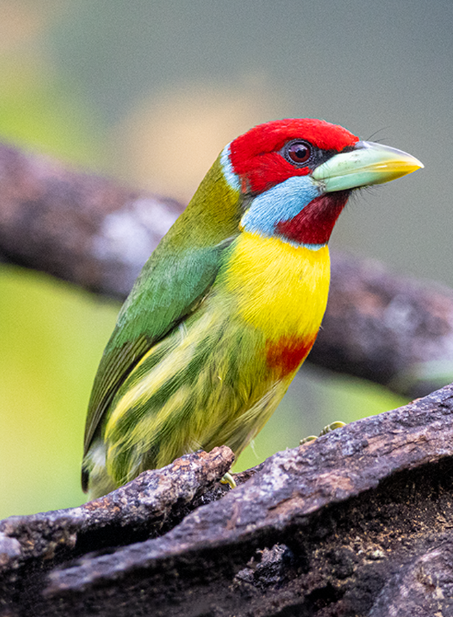 vousák pestrý - ML639615589