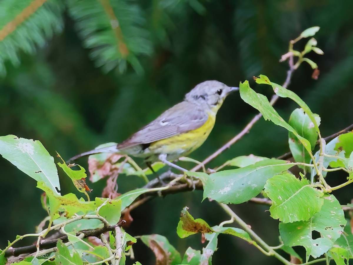 Magnolia Warbler - ML639615598