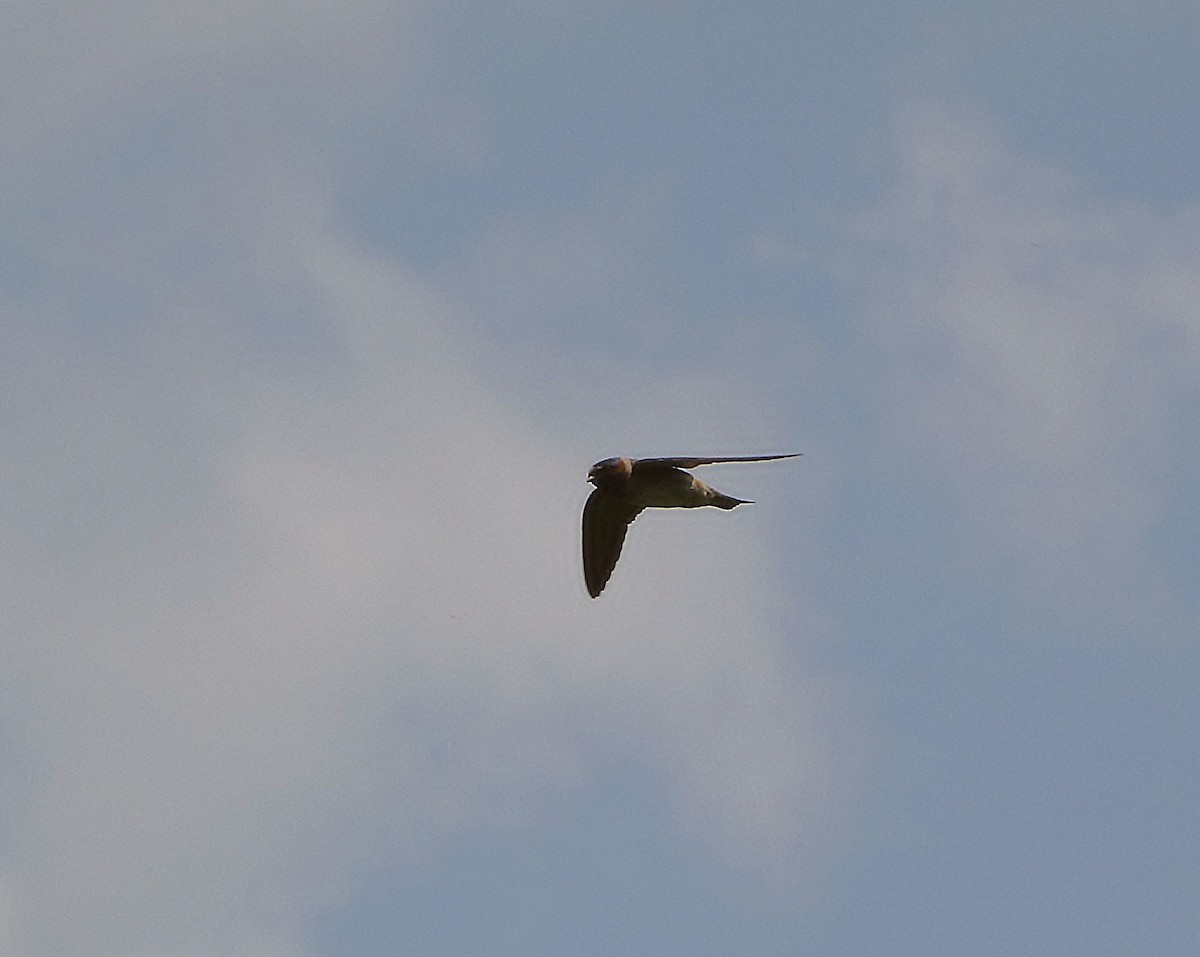 Cliff Swallow - ML639615640