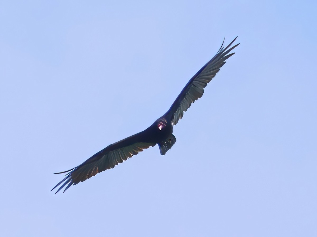 Turkey Vulture - ML639615713