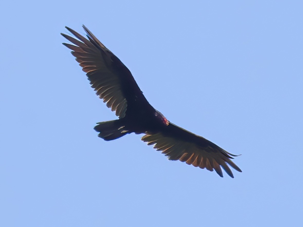 Turkey Vulture - ML639615714