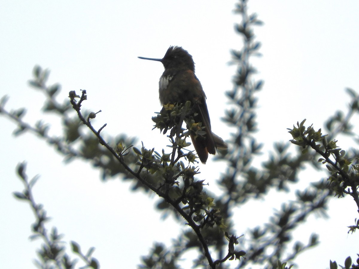 paljettsolkolibri - ML639615773