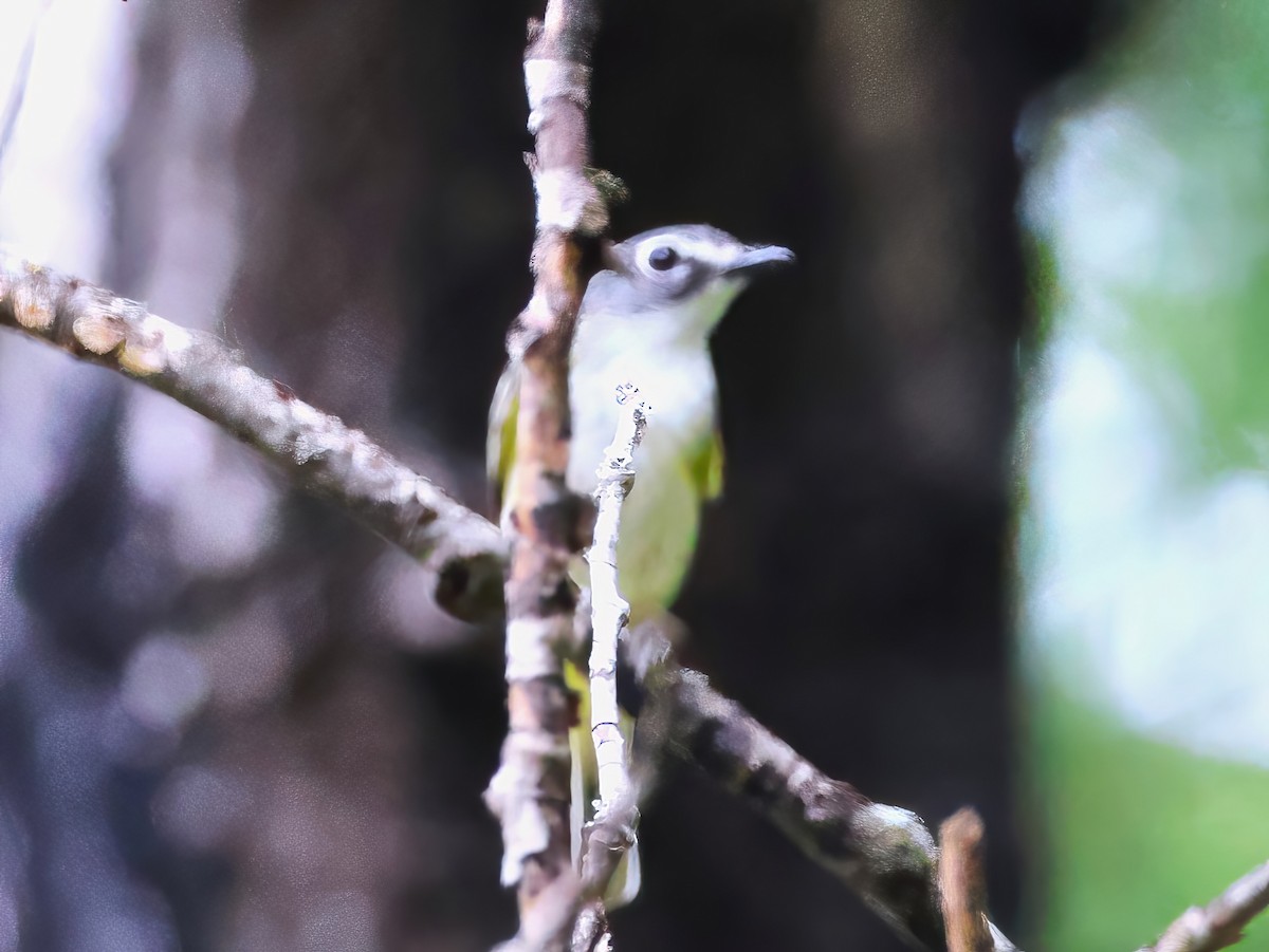 Blue-headed Vireo - ML639615774