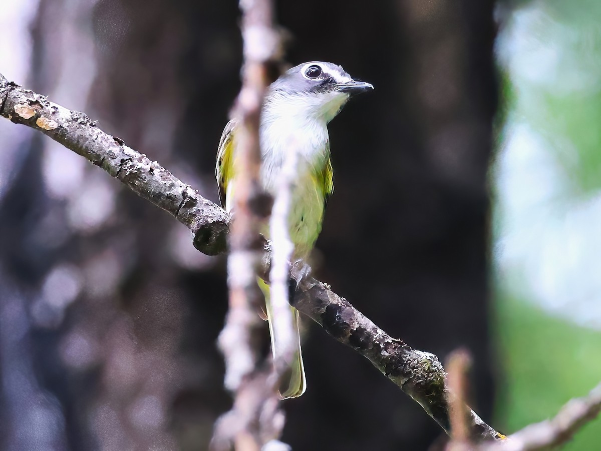Blue-headed Vireo - ML639615775