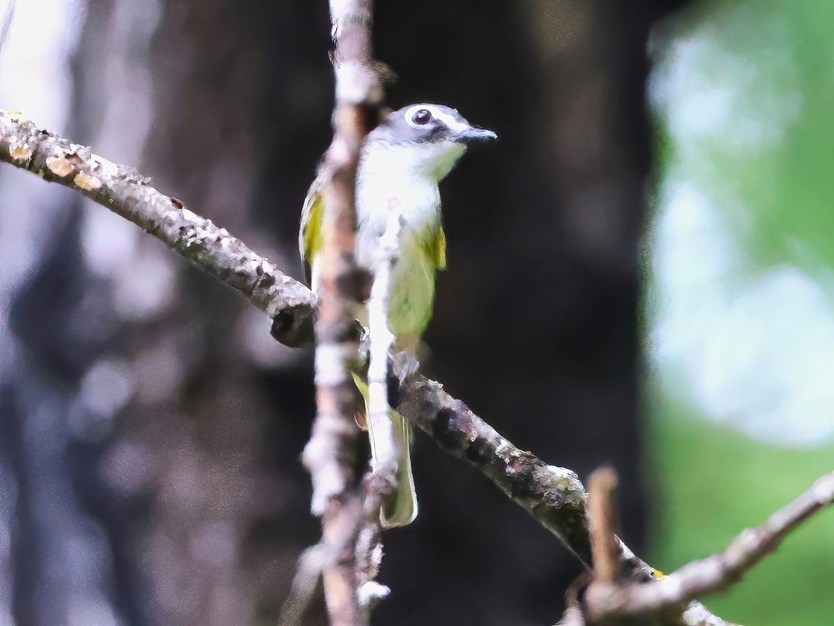 Blue-headed Vireo - ML639615776
