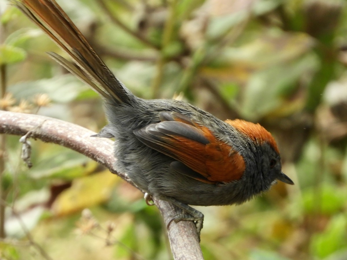 Apurimac Spinetail - ML639615799
