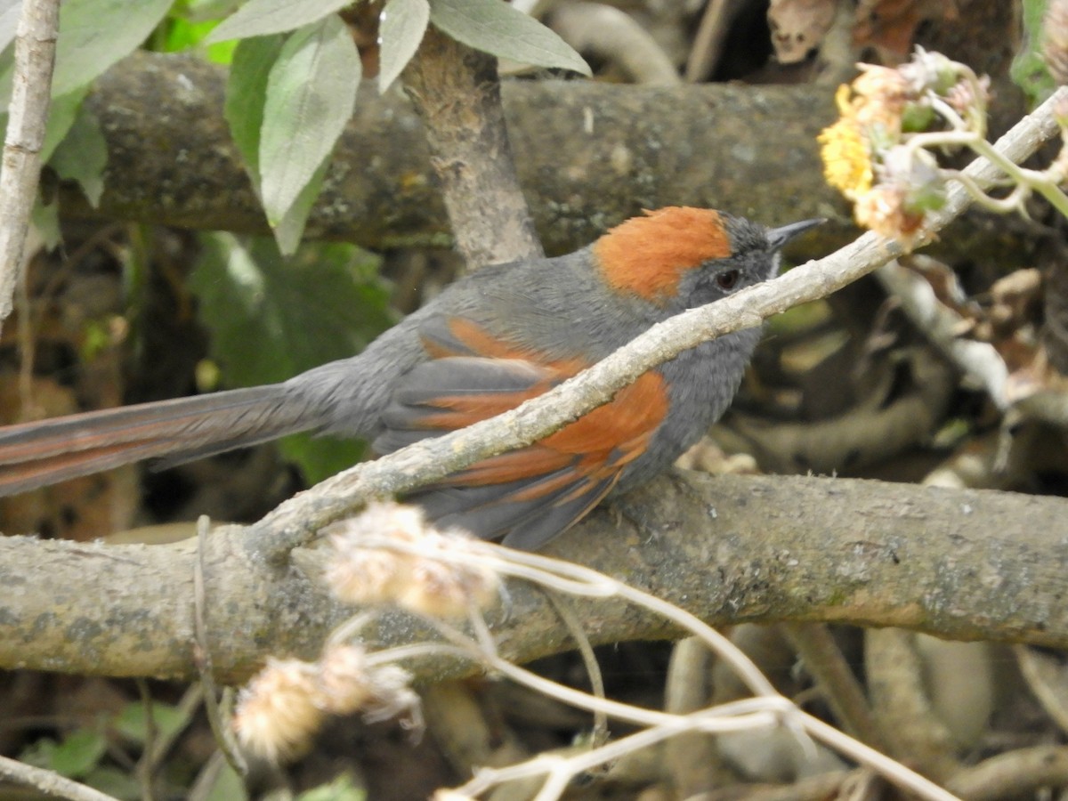 Apurimac Spinetail - ML639615800
