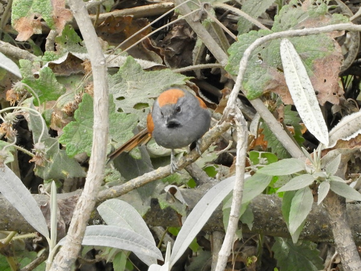 Apurimac Spinetail - ML639615801