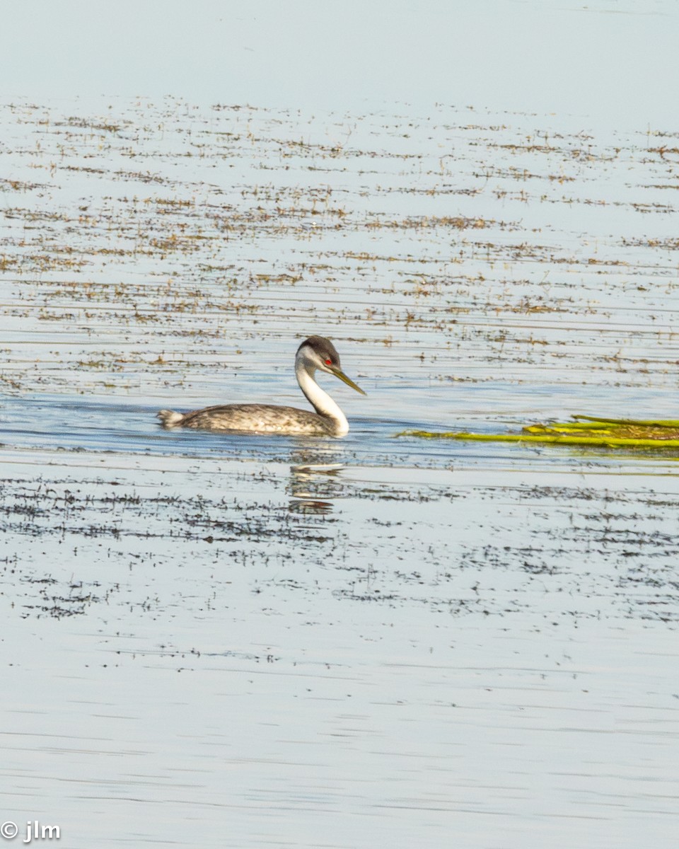 Western Grebe - ML639615816