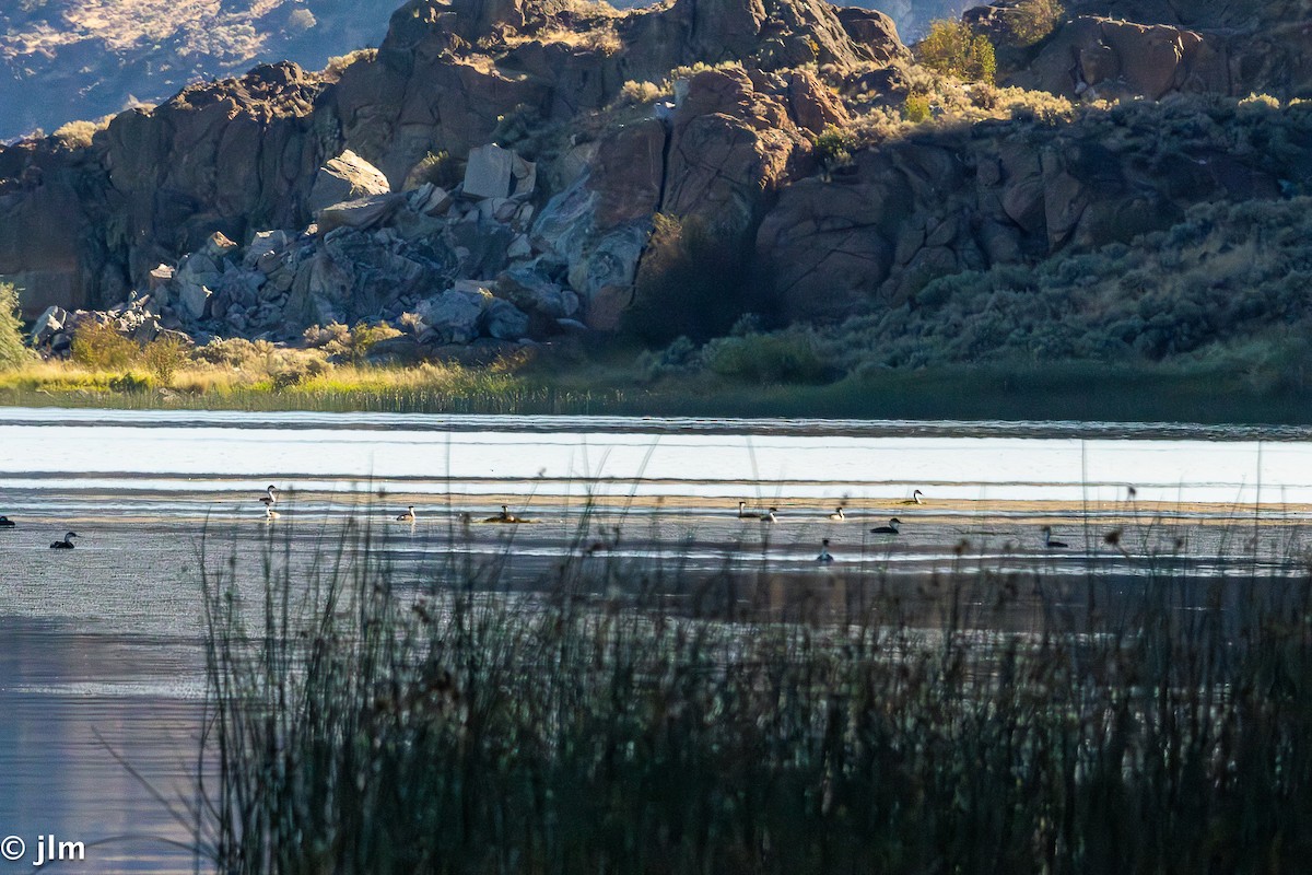 Western Grebe - ML639615817