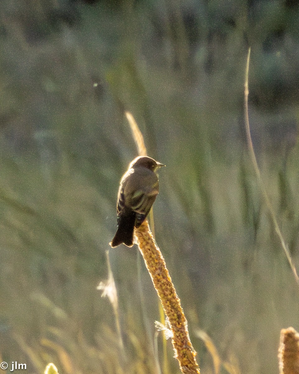Say's Phoebe - ML639615825