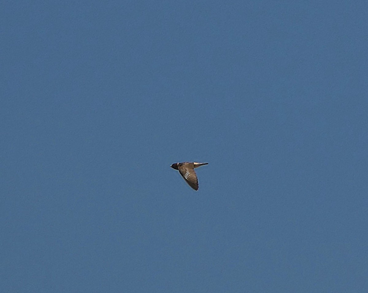 Cliff Swallow - ML639615886