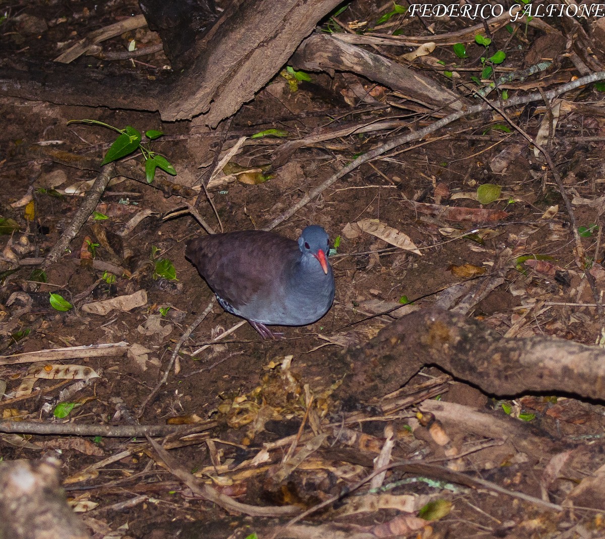 Tataupa Tinamou - ML639616007