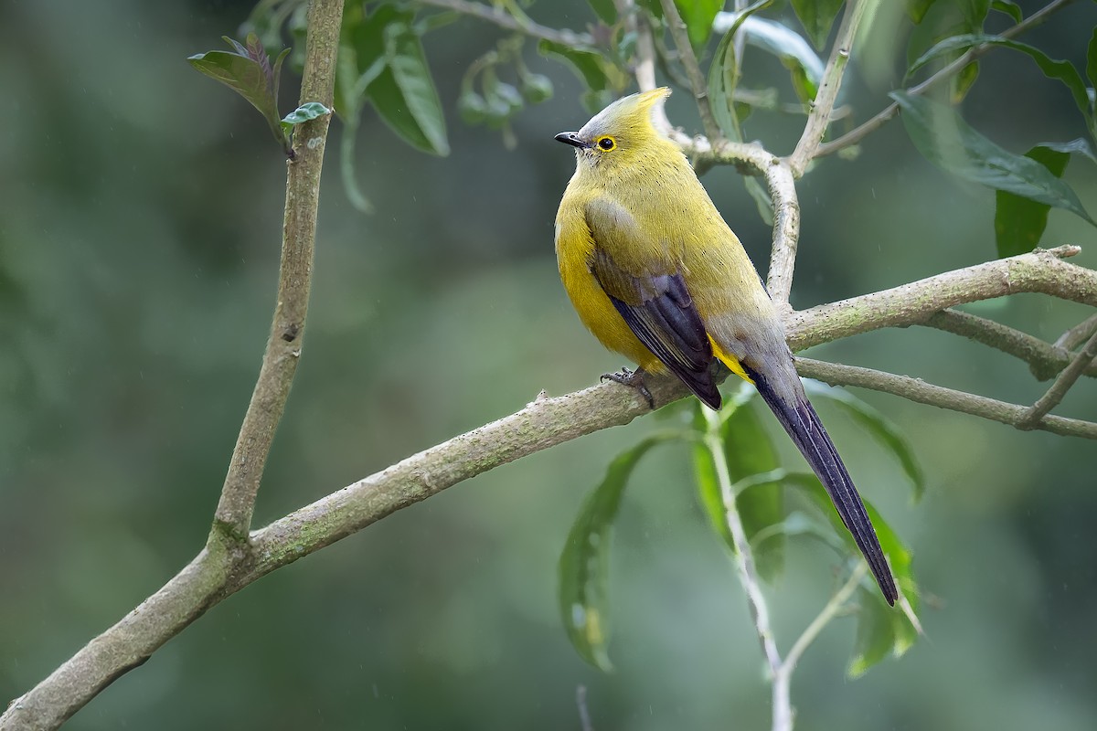 Long-tailed Silky-flycatcher - ML639616011
