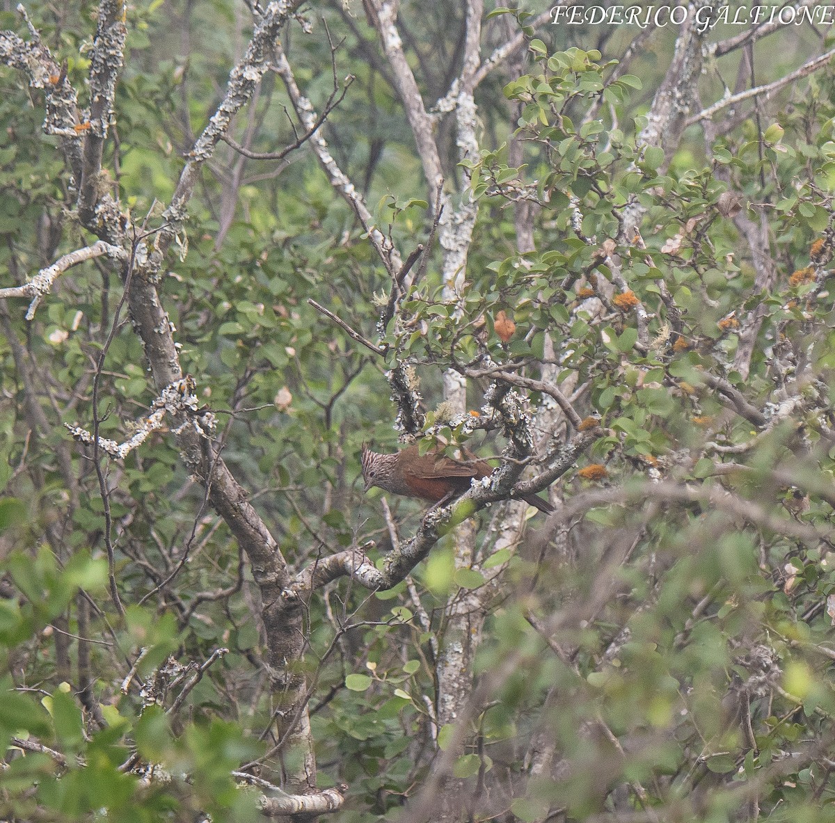 Crested Gallito - ML639616049