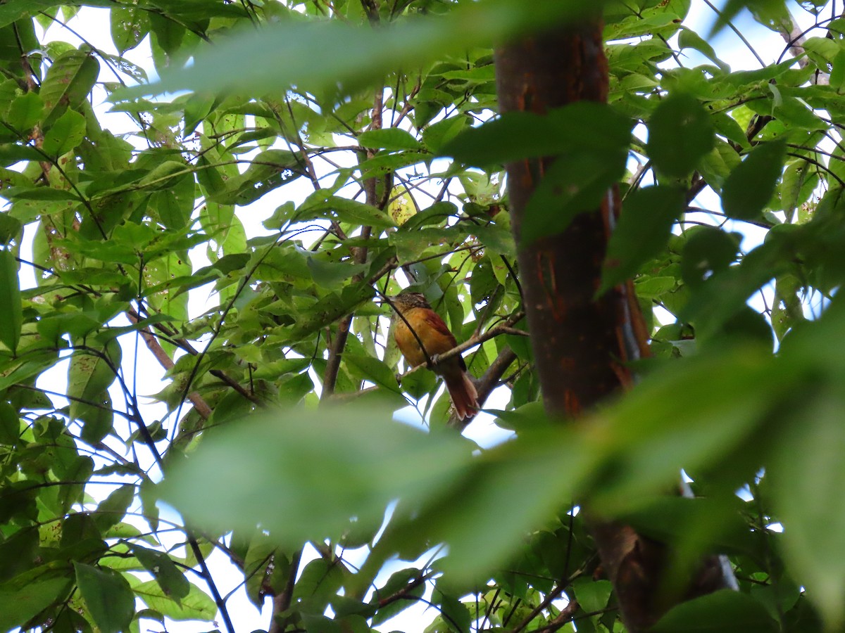 Barred Antshrike - ML639616090