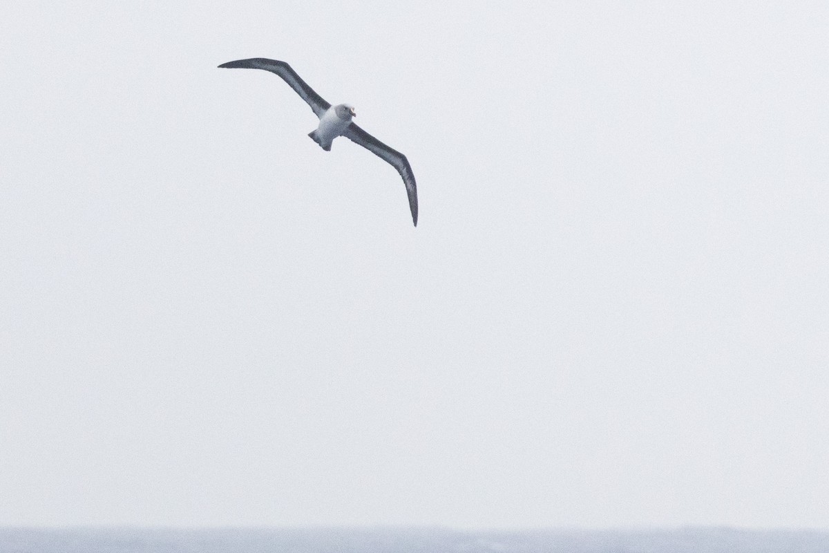 Boz Başlı Albatros - ML639616095