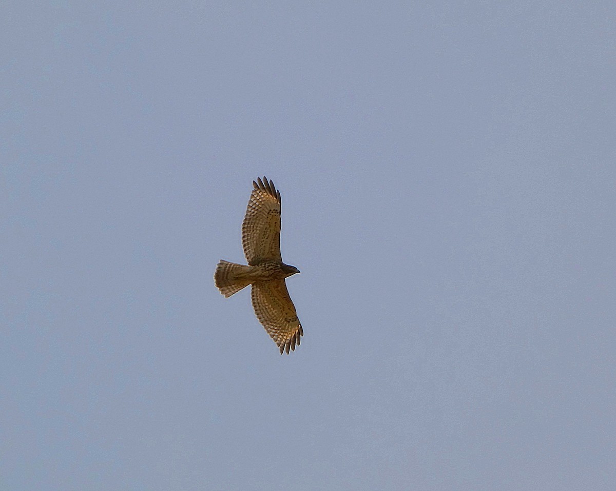 Red-shouldered Hawk - ML639616104