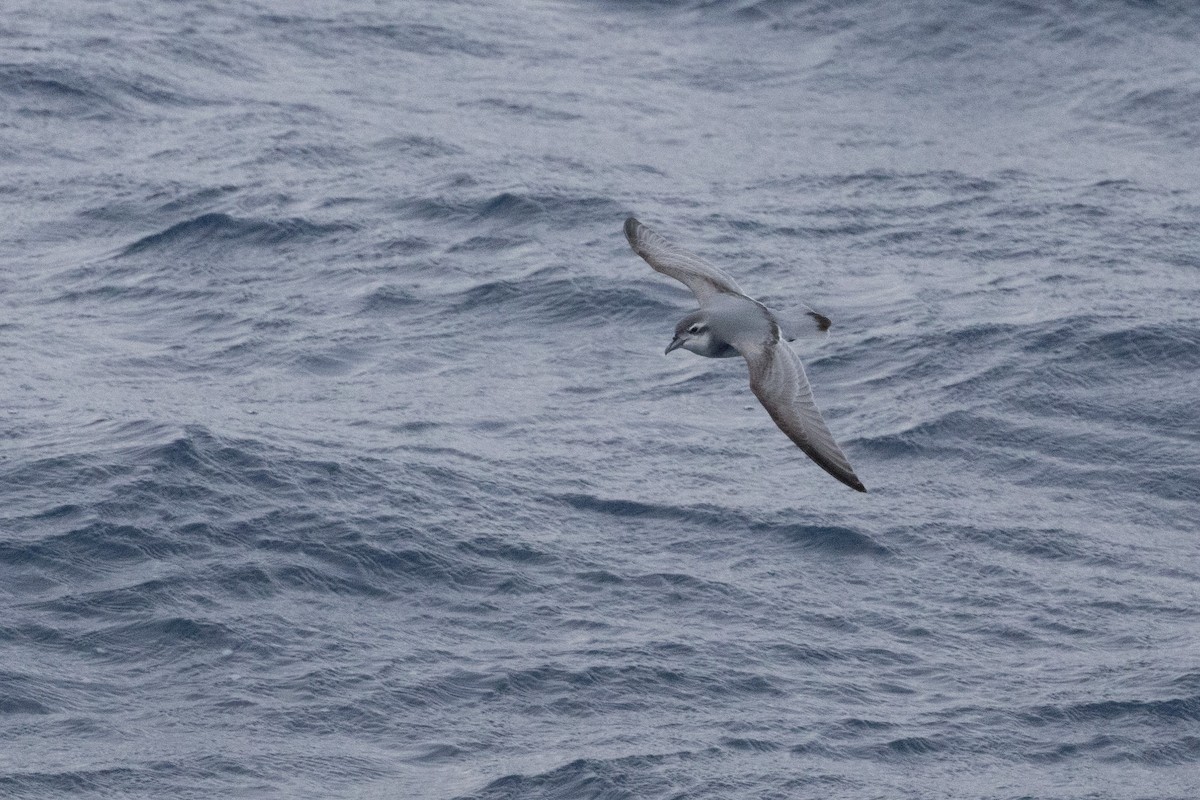 Antarctic Prion - ML639616127