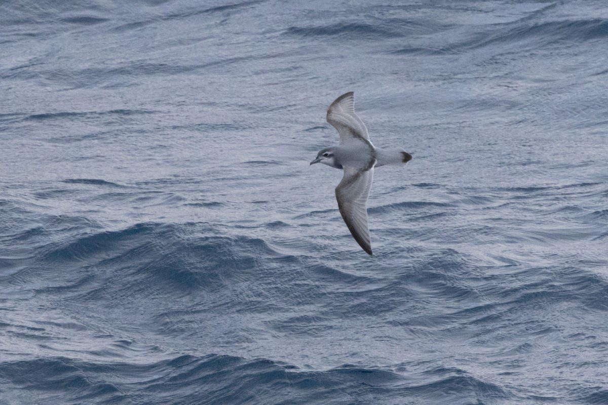 Antarctic Prion - ML639616128