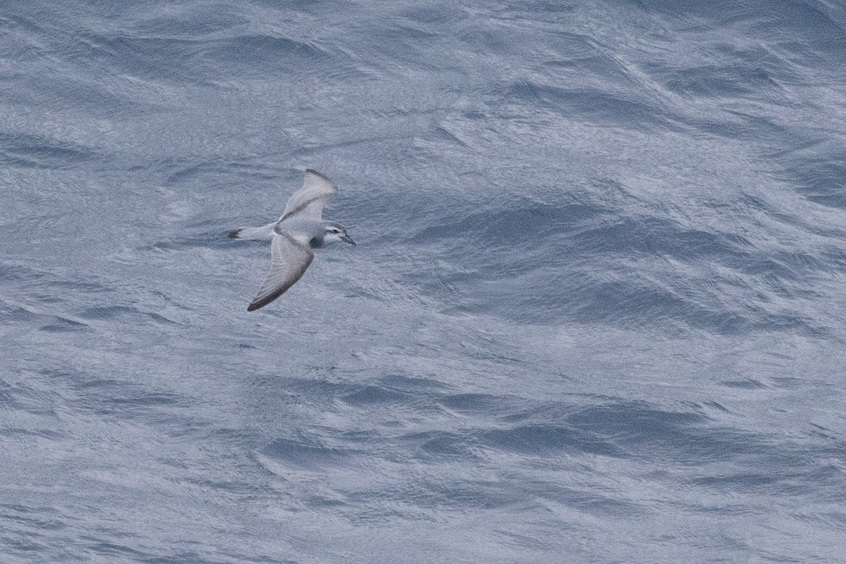 Antarctic Prion - ML639616144