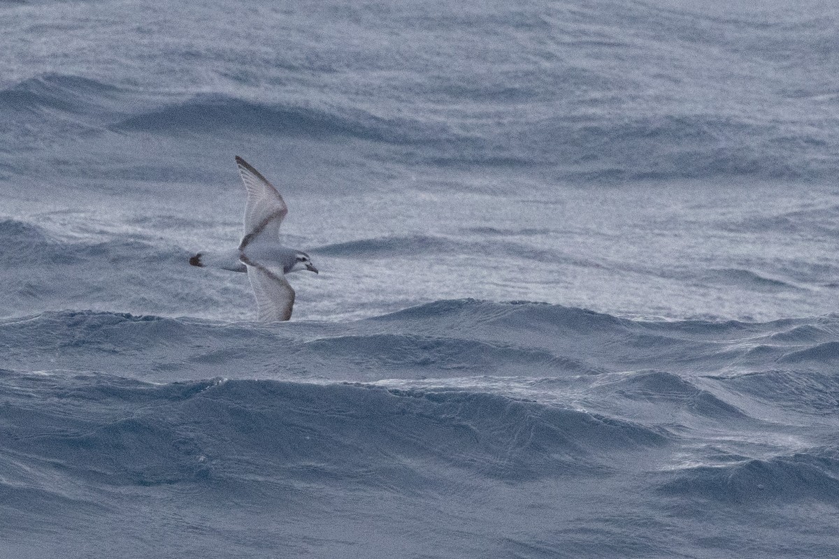 Antarctic Prion - ML639616145