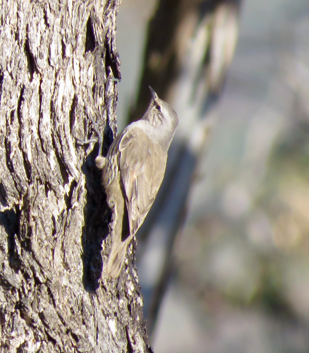 Katanar arrea - ML639616173