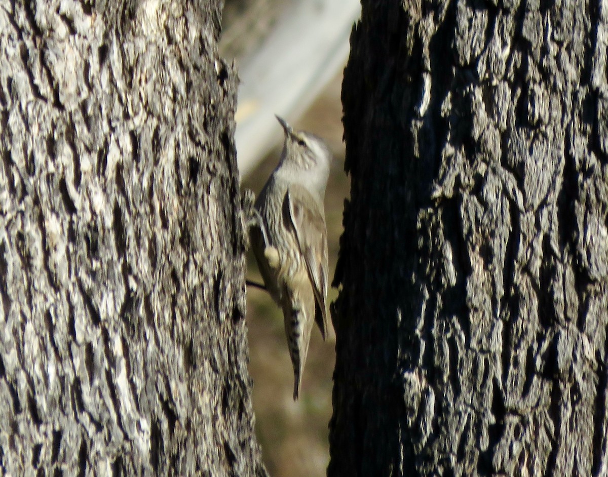 Katanar arrea - ML639616175