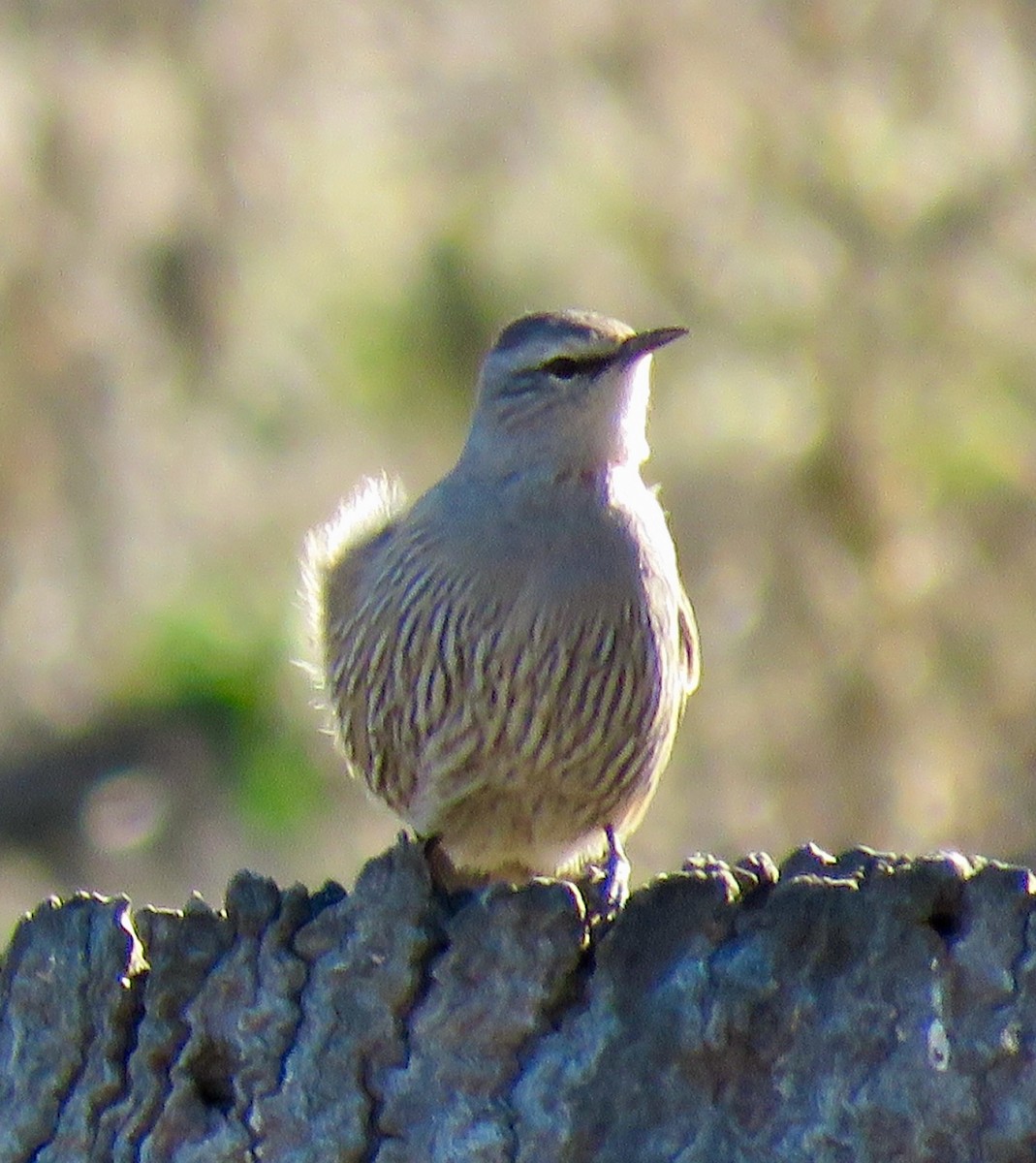 Katanar arrea - ML639616176