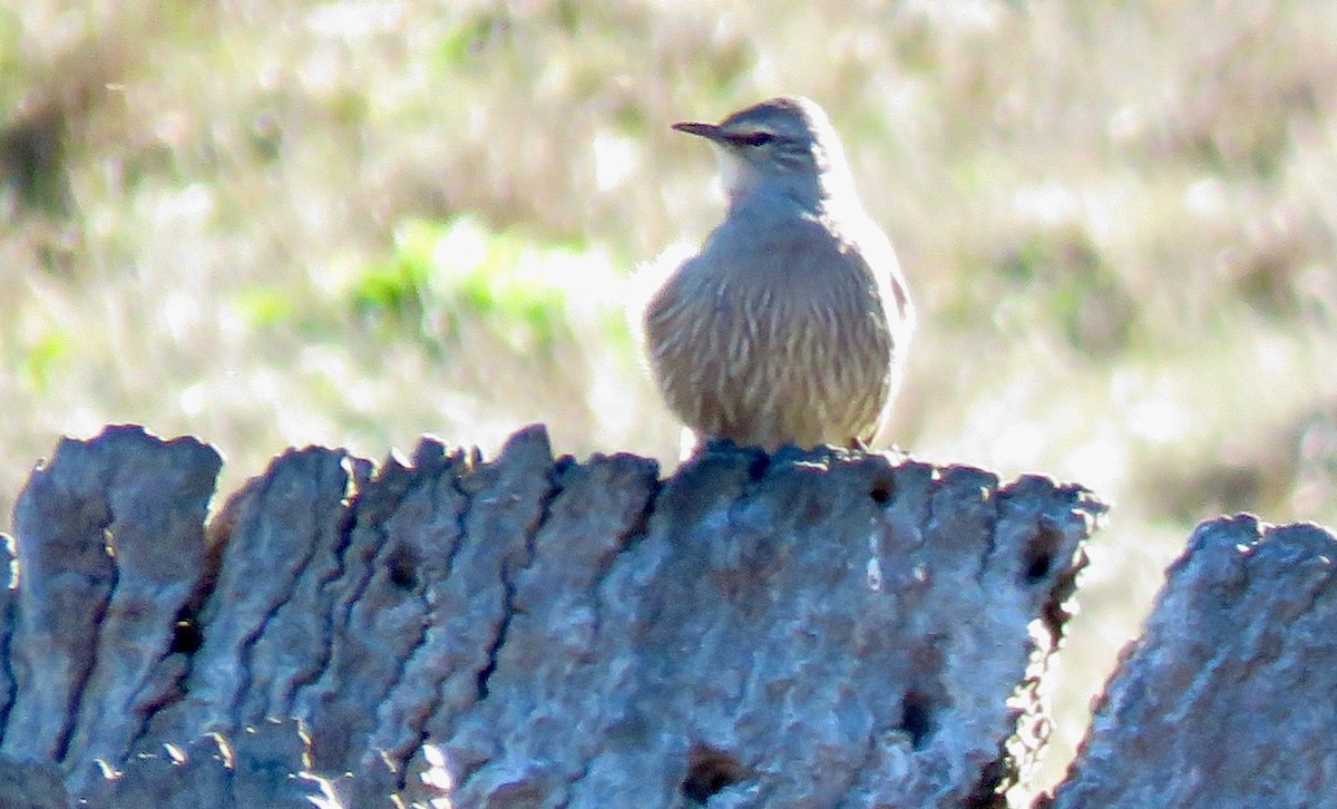 Katanar arrea - ML639616229