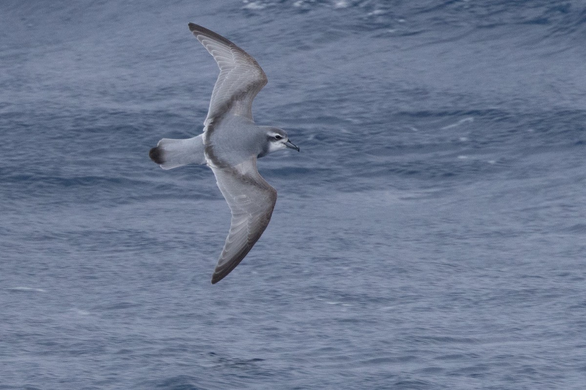 Antarctic Prion - ML639616236