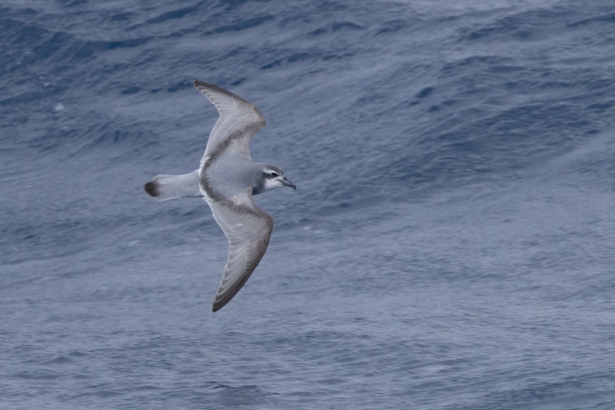 Antarctic Prion - ML639616237