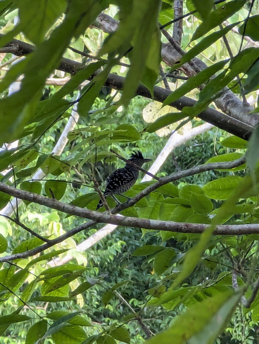 Barred Antshrike - ML639616245