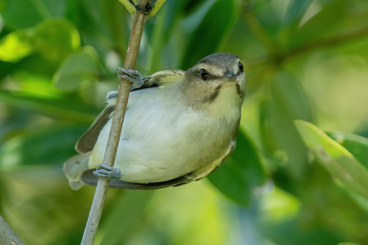 Black-whiskered Vireo - ML639616267