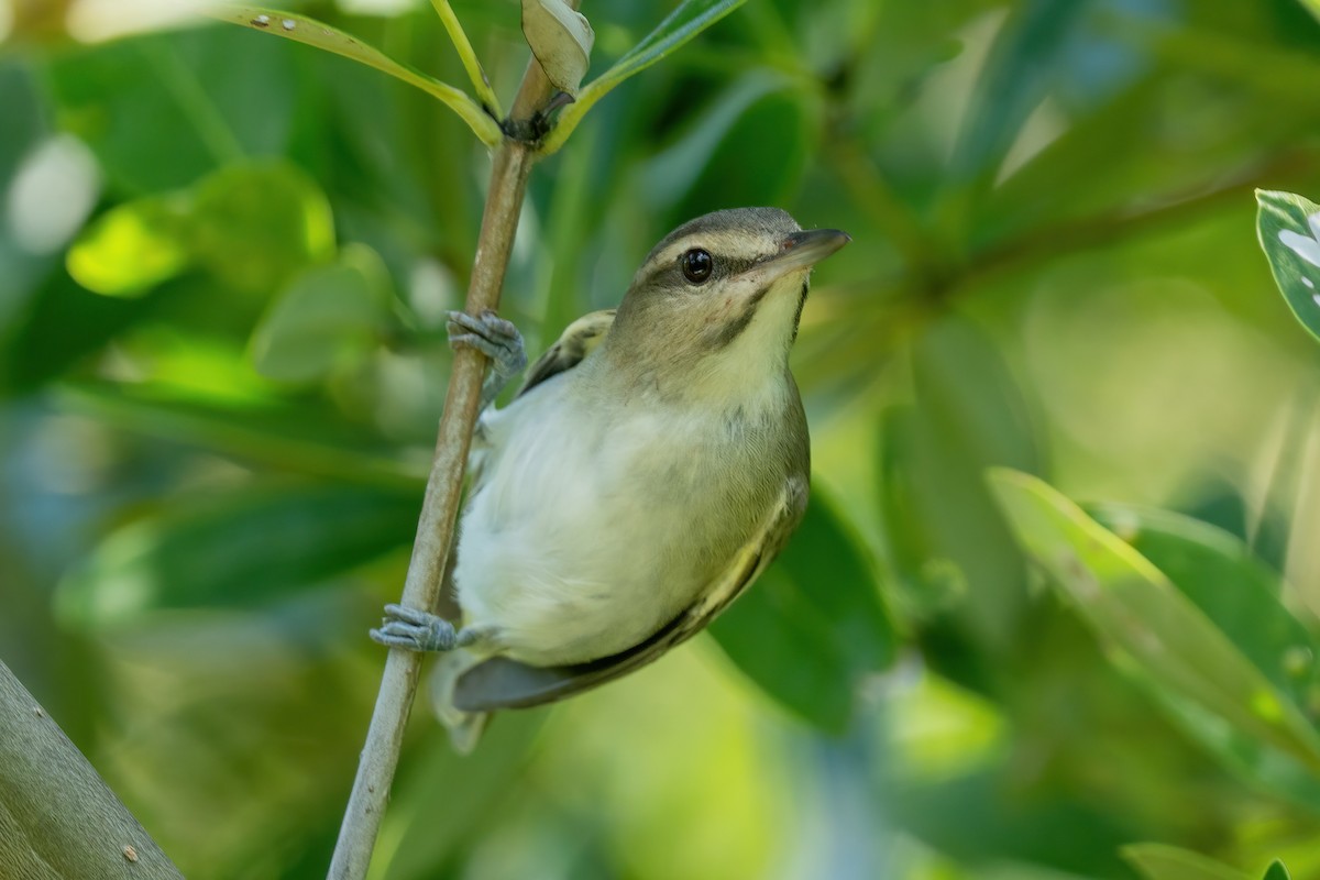 Black-whiskered Vireo - ML639616268