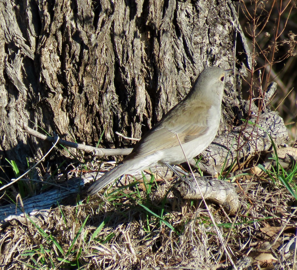 Gray Shrikethrush - ML639616274