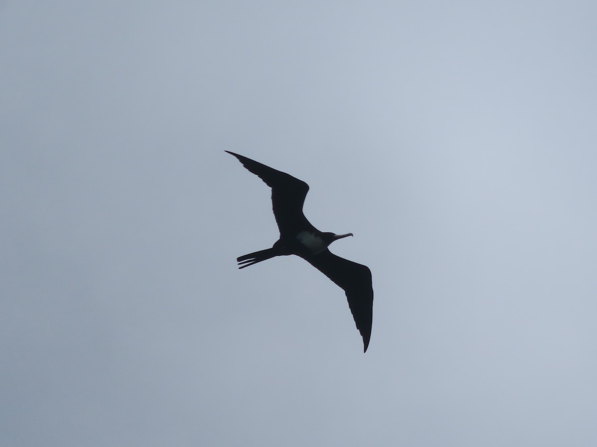 Great Frigatebird - ML639616331