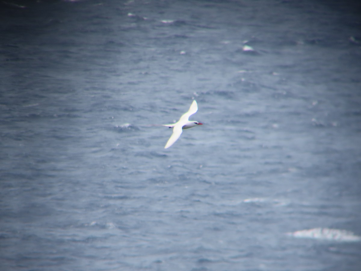 Red-tailed Tropicbird - ML639616344