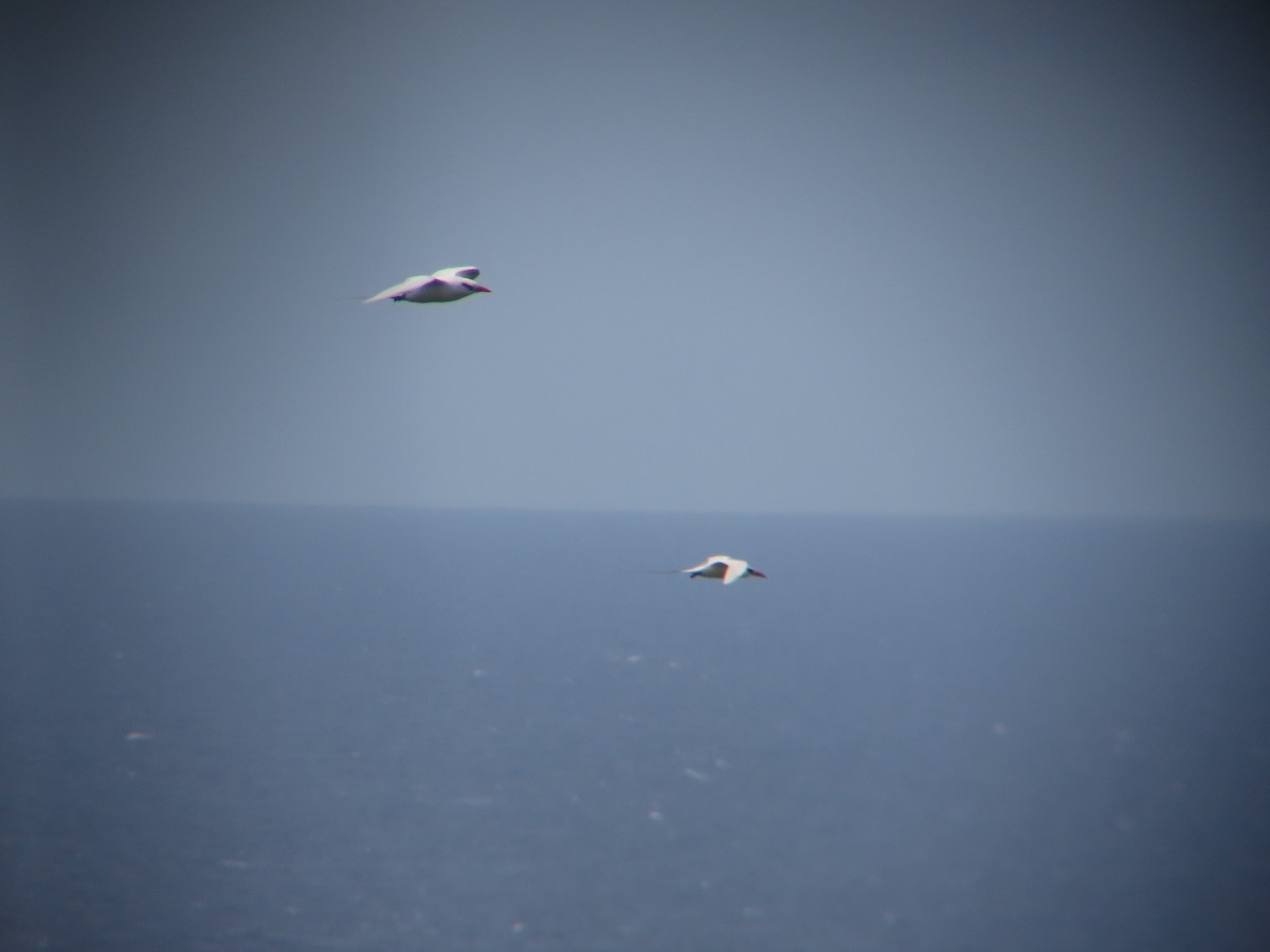 Red-tailed Tropicbird - ML639616345