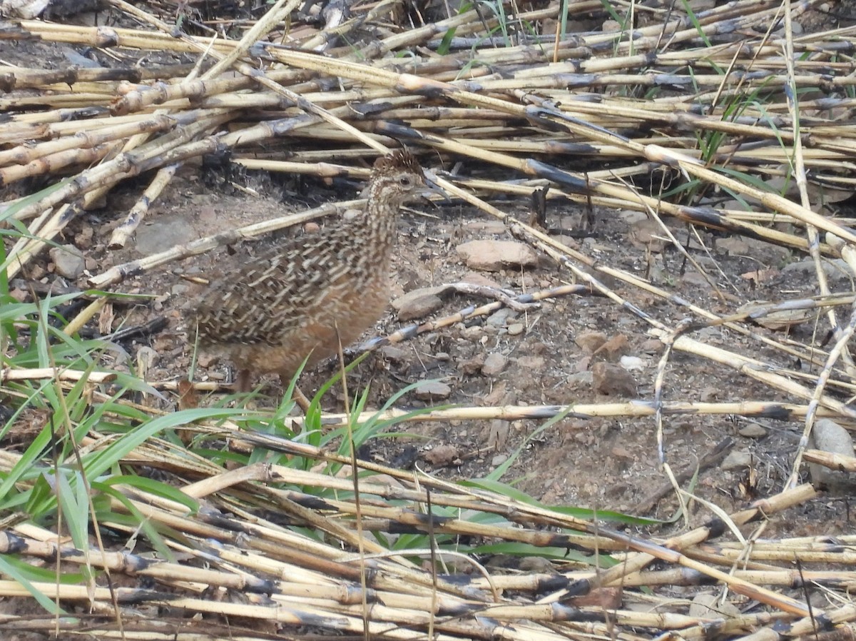 Tinamou curvirostre - ML639616369
