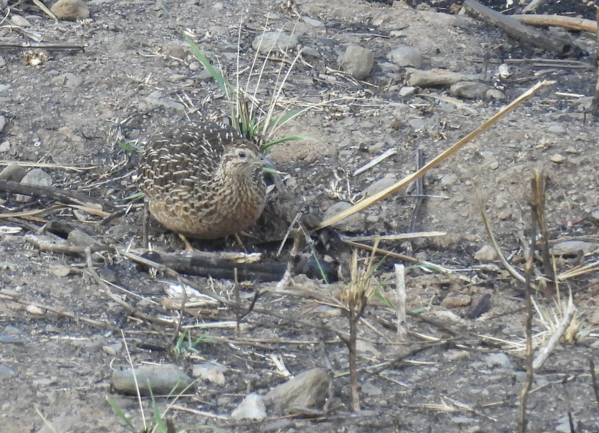 Tinamou curvirostre - ML639616370