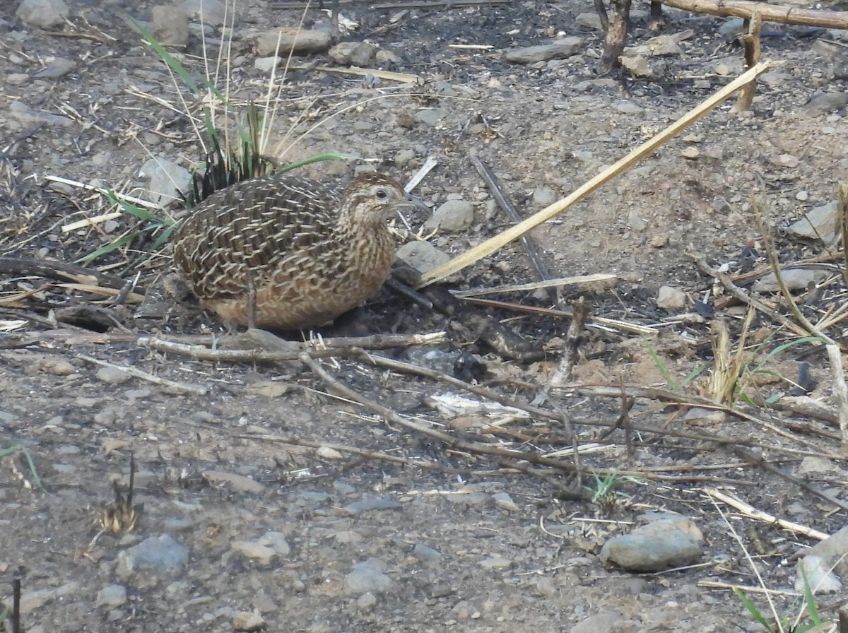 Tinamou curvirostre - ML639616371