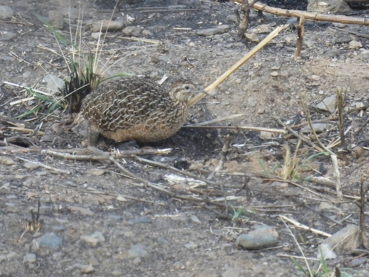 Tinamou curvirostre - ML639616372