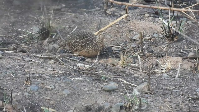 Tinamou curvirostre - ML639616377
