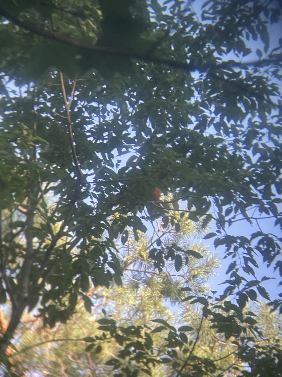 Scarlet Tanager - ML639616437