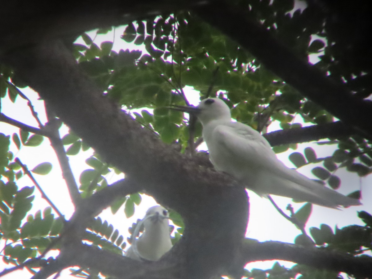 White Tern - ML639616537